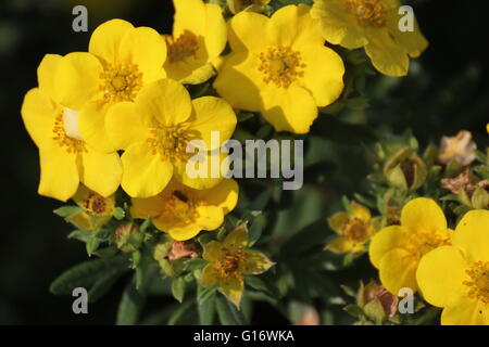 Blossoms del arbustiva cinquefoil (Dasiphora fruticosa syn. Potentilla fruticosa). Foto Stock
