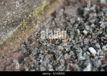 Molto giovane newt liscia (Lissotriton vulgaris) sulla massa di ghiaia. Foto Stock