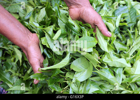 Raccoglitori di tè in una piantagione di tè di sviluppo Peermade società PDS, Peermade, Kerala, India Foto Stock