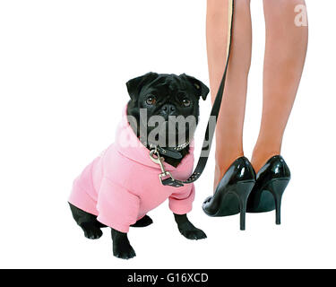 Piccolo nero pug cucciolo di cane in abiti rosa e la donna in tacchi alti isolati su sfondo bianco modello di rilascio: Sì. Proprietà di rilascio: Sì (DOG). Foto Stock