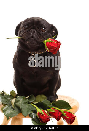 Piccolo nero femmina cute pug cucciolo di cane tenendo una rosa rossa in bocca isolati su sfondo bianco modello di rilascio: No. Proprietà di rilascio: Sì (DOG). Foto Stock