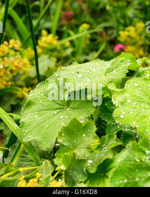 Alchemilla Vulgaris aka Lady del manto ricoperto di gocce di pioggia. Alchemilla Vulgaris aka Lady del mantello, è una pianta perenne stabilimento in Europa e la Groenlandia modello di rilascio: No. Proprietà di rilascio: No. Foto Stock