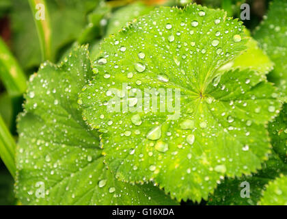 Alchemilla Vulgaris aka Lady del manto ricoperto di gocce di pioggia. Alchemilla Vulgaris aka Lady del mantello, è una pianta perenne stabilimento in Europa e la Groenlandia modello di rilascio: No. Proprietà di rilascio: No. Foto Stock