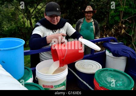 Il trasporto di latte in Pulun ' Las Huaringas ' - HUANCABAMBA.. Dipartimento di Piura .PERÙ Foto Stock