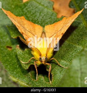 Canarie-spallamento thorn tarma (Ennomos alniaria). British insetto in famiglia Geometridae, il geometra falene Foto Stock