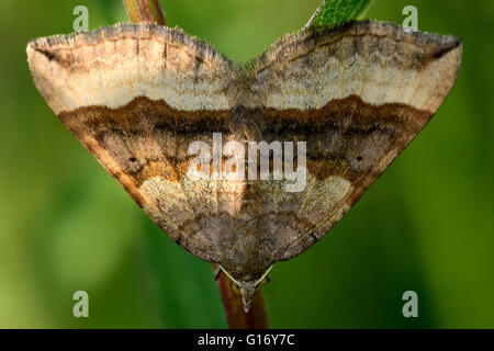 Ombreggiato ampio bar tarma (Scotopteryx chenopodiata). British insetto in famiglia Geometridae, il geometra falene Foto Stock