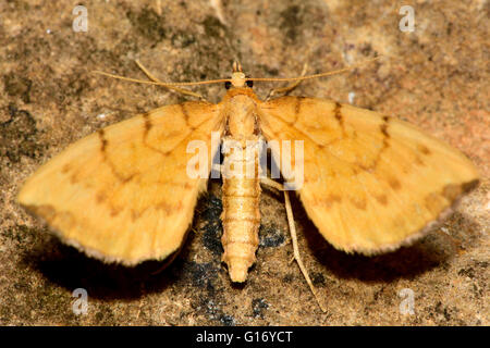 Bloccate la paglia tarma (Eulithis pyraliata). British insetto in famiglia Geometridae, il geometra falene Foto Stock