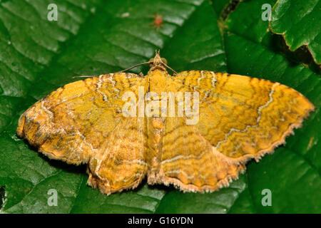 Conchiglia gialla tarma (Camptogramma bilineata) con aletta deformata. British insetto in famiglia Geometridae, il geometra falene Foto Stock