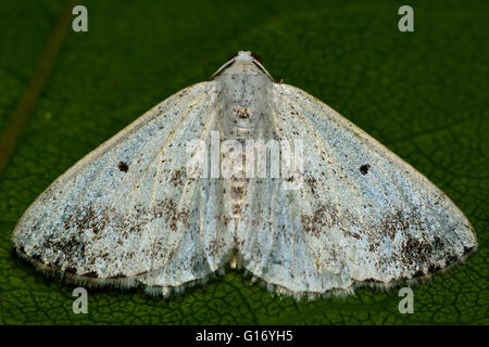 Offuscato la falena argento (Lomographa temerata) dall'alto. British insetto in famiglia Geometridae, il geometra falene Foto Stock