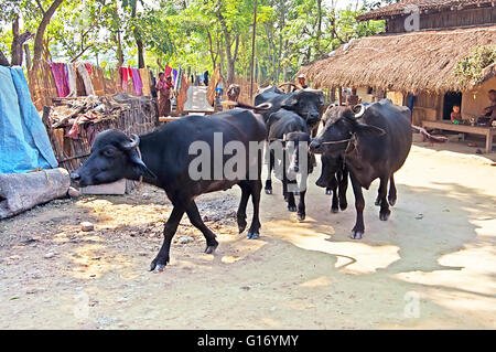 CHITWAN, NEPAL - Ottobre 15, 2008: tori nel villaggio vicino a Chitwan il parco nazionale, il Nepal Foto Stock