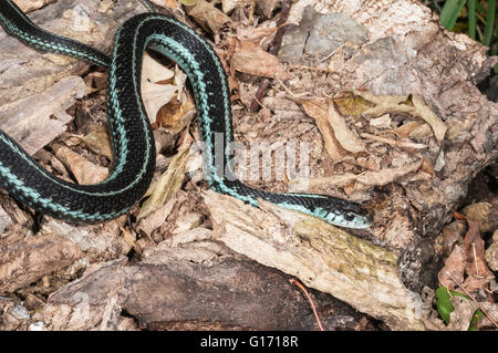 Puget Sound garter snake, Thamnophis sirtalis pickeringii; nativo per NW Washington, Isola di Vancouver e SW British Columbia Foto Stock