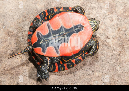 Western dipinto di tartaruga, Chrysemys picta belli, nativo per il sud del Canada e degli STATI UNITI D'AMERICA Foto Stock