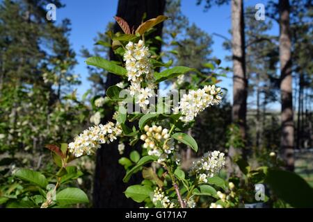 Chokecherry succursale in piena fioritura Foto Stock