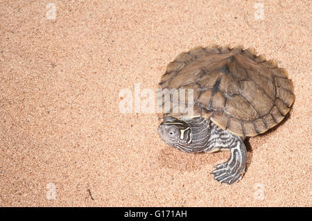 Mappa Mississippi tartaruga, Graptemys pseudogeographica kohni; nativo a valle del Mississippi, Illinois al Texas Foto Stock