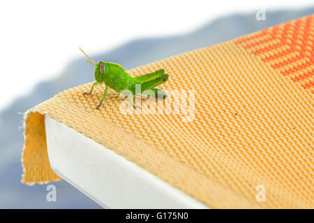 Un bel po' di tramoggia di verde su una sedia a sdraio Foto Stock