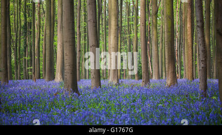 Bluebell wood di Hallerbos a Halle, Belgio Foto Stock