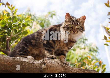 Green-eyed cat su albero Foto Stock