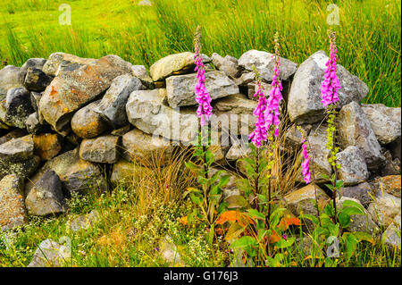 Foxgloves e tumbledown muro di pietra in Roeburndale nella foresta di Bowland Lancashire Inghilterra Foto Stock