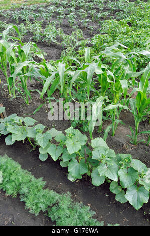 Coltivate biologicamente ortaggi vari Foto Stock