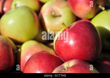 Pila di rosso, verde, giallo mele mature Foto Stock