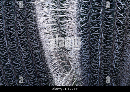 Spinose la bellezza di una pelle di cactus di close-up. Foto Stock