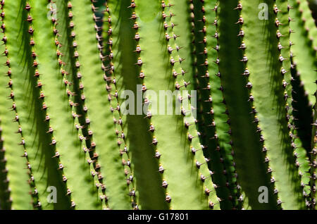 Spinose la bellezza di una pelle di cactus di close-up. Foto Stock