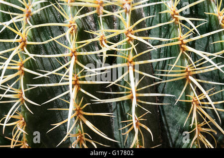 Spinose la bellezza di una pelle di cactus di close-up. Foto Stock