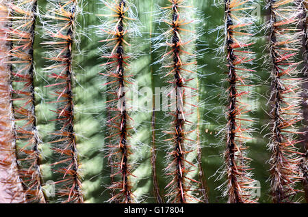 Spinose la bellezza di una pelle di cactus di close-up. Foto Stock