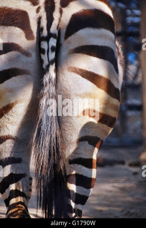 Il tramonto visto da dietro la zebra Foto Stock