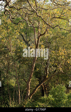 K Gudi Wilderness Camp, B R Hills, Karnataka, India Foto Stock