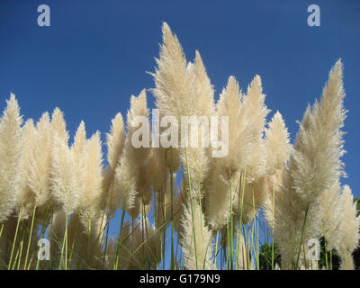 Pampas ornamentali erba contro un cielo blu chiaro Foto Stock