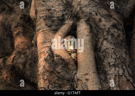 Spotted owlet , Athene brama , Vivere nella loro casa albero cavo natura Foto Stock
