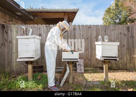 Apicoltore rimozione telaio dal Beehive Foto Stock