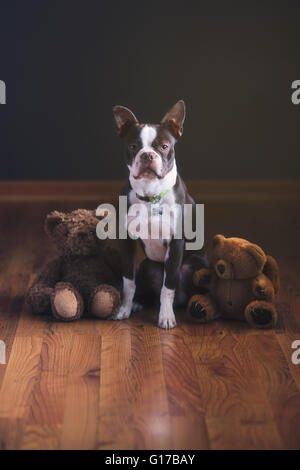 Boston Terrier cucciolo e orsacchiotti su pavimento in legno Foto Stock