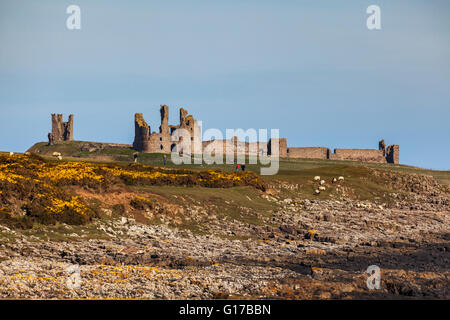 Rovine del Castello di Dunstanburgh visto dal Craster Foto Stock