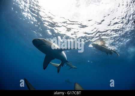 Basso angolo visuale subacquea del surfer sulla tavola da surf con gli squali, Colima, Messico Foto Stock