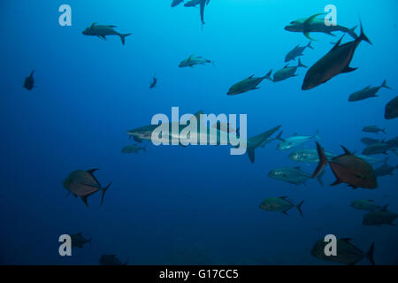 Vista subacquea della secca di squalo seta (Carcharhinus falciformis) San Benedicto, Revillagigedo, Colima, Messico Foto Stock