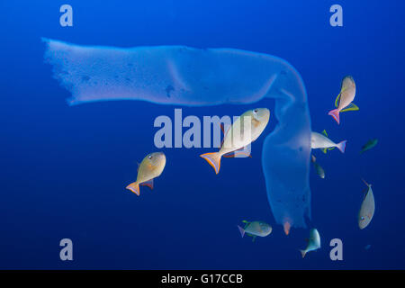 Vista subacquea di siphonophora essendo attaccato da pesci balestra, Roca partida, revillagigedo, Colima, Messico Foto Stock