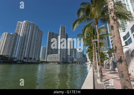 Palme sulla Riverwalk Brickell Avenue lo skyline del centro cittadino di Miami Florida USA Foto Stock