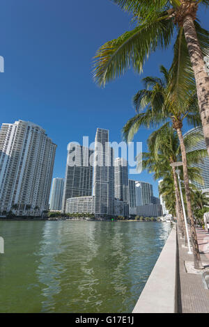 Palme sulla Riverwalk Brickell Avenue lo skyline del centro cittadino di Miami Florida USA Foto Stock