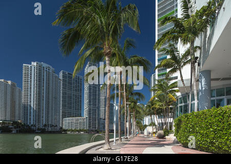 Palme sulla Riverwalk Brickell Avenue lo skyline del centro cittadino di Miami Florida USA Foto Stock