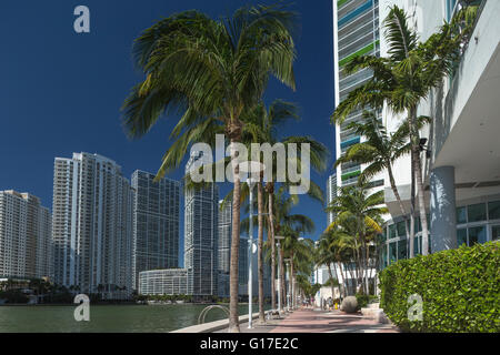 Palme sulla Riverwalk Brickell Avenue lo skyline del centro cittadino di Miami Florida USA Foto Stock