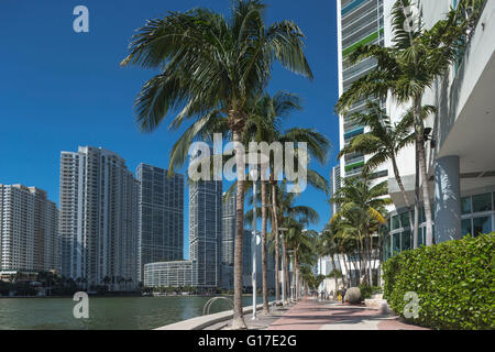 Palme sulla Riverwalk Brickell Avenue lo skyline del centro cittadino di Miami Florida USA Foto Stock