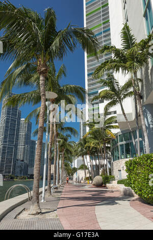 Palme sulla Riverwalk Brickell Avenue lo skyline del centro cittadino di Miami Florida USA Foto Stock