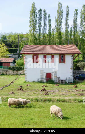 Pecore in prato verde nella parte anteriore della tipica architettura basca casa di campagna, Biarritz, Aquitaine, Francia. Foto Stock