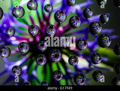 Gocce d'acqua riflettere sul giardino lilla fiordaliso Foto Stock