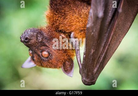 : La malese flying fox bat appesi a un ramo di albero Foto Stock