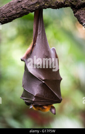 : La malese flying fox bat appesi a un ramo di albero Foto Stock