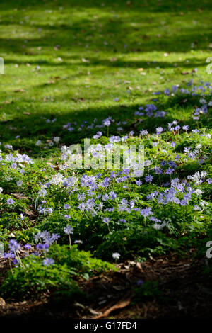 Anemone nemorosa , viola prato tappeto di fiori fiori di primavera fioriscono blossom garden giardinaggio floreale RM Foto Stock