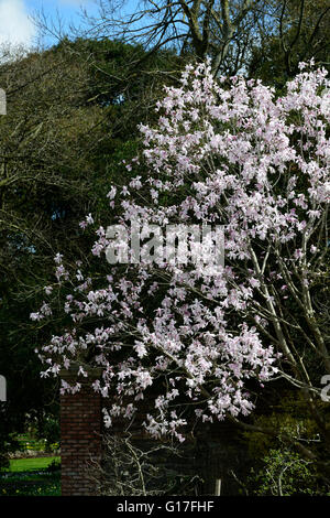 Magnolia dawsoniana fiore fiori fiori fiori giardino decidui magnolie profumo di rosa profumati alberi di albero di primavera floreale RM Foto Stock